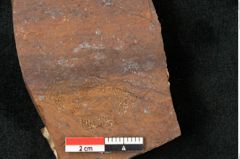 Foto (Detailansicht) von Fagus etheridgei Ettingshausen 1891 (NHMW-GEO-2024-0188-10371)